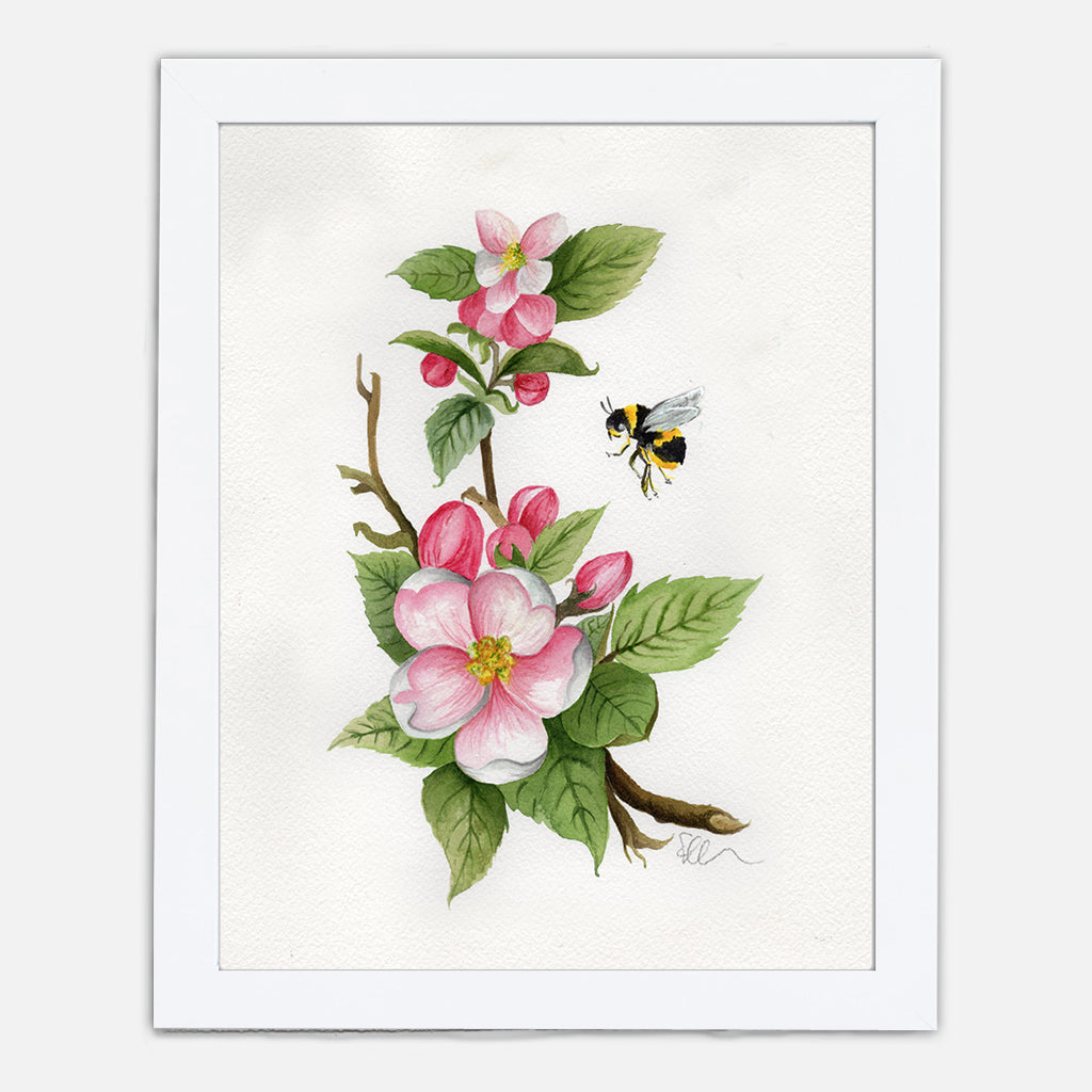 Arkansas Apple Blossom Art Print