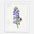 Texas Bluebonnet Art Print