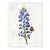 Texas Bluebonnet Original