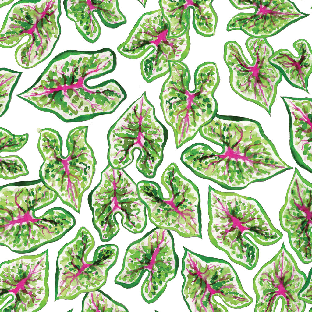 Caladium Gift Wrap