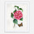 Alabama Camellia Art Print