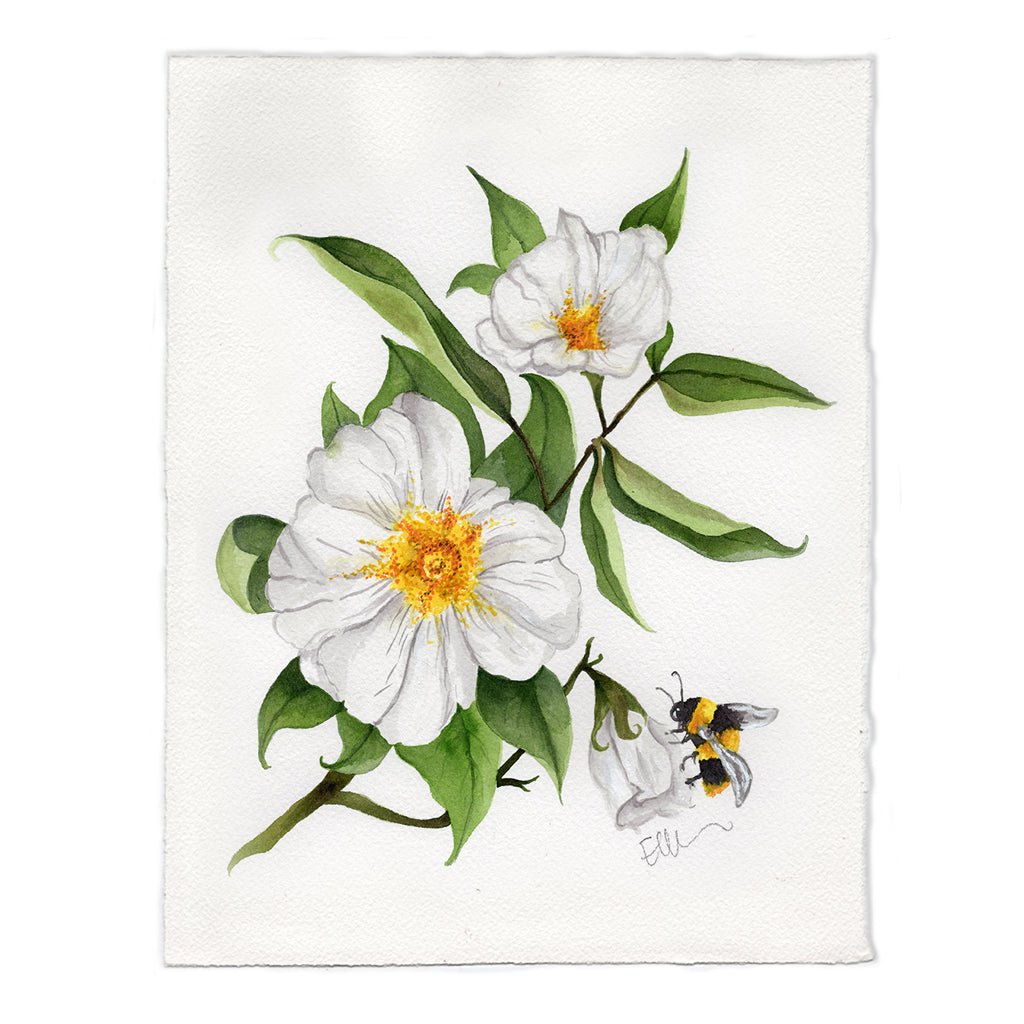 Georgia Cherokee Rose Original