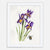 Louisiana Iris Art Print