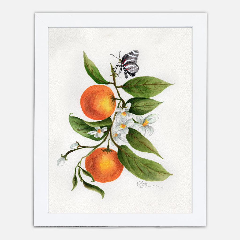 Florida Orange Blossom Art Print