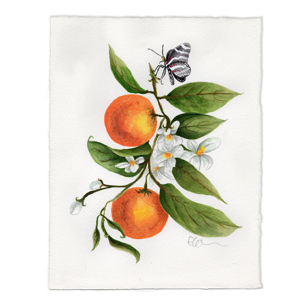 Florida Orange Blossom Original